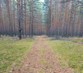 Прирезка лесных участков Кадастровые работы в Рошале